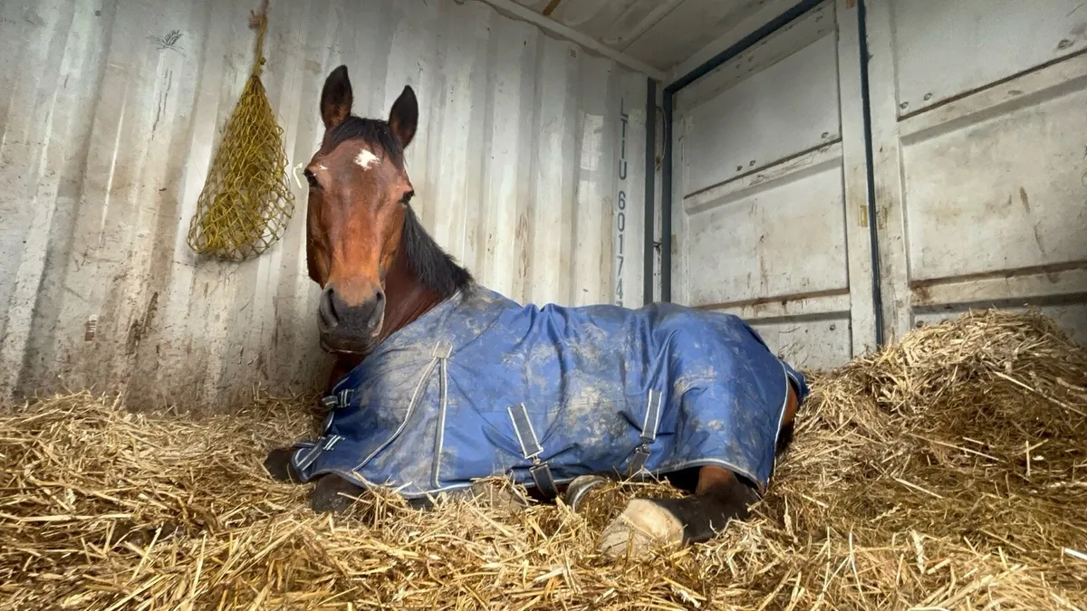 Horse - Image 4