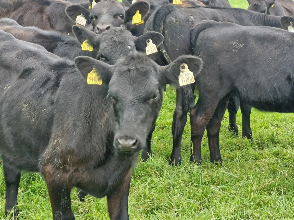 ANGUS HEIFER WEANLINGS - Image 2