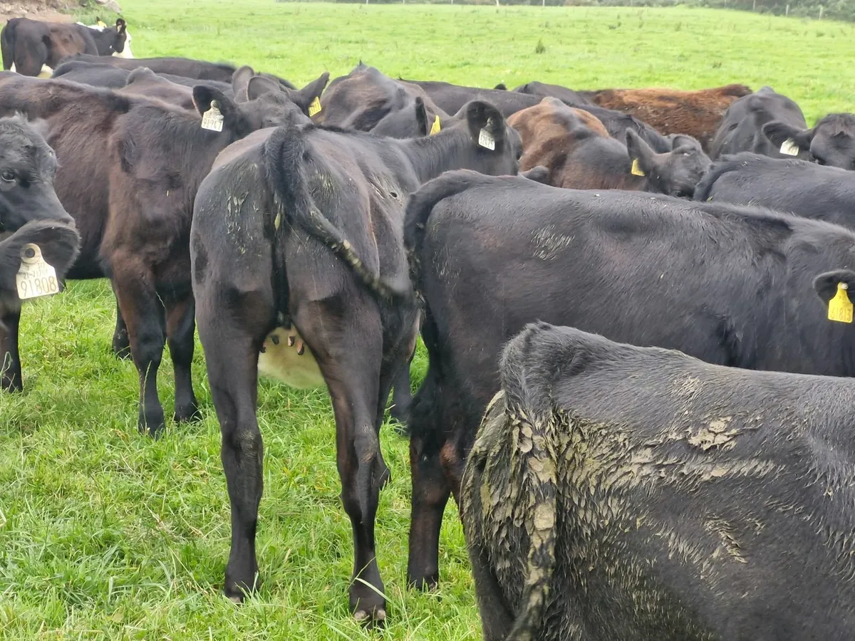 ANGUS HEIFER WEANLINGS - Image 1