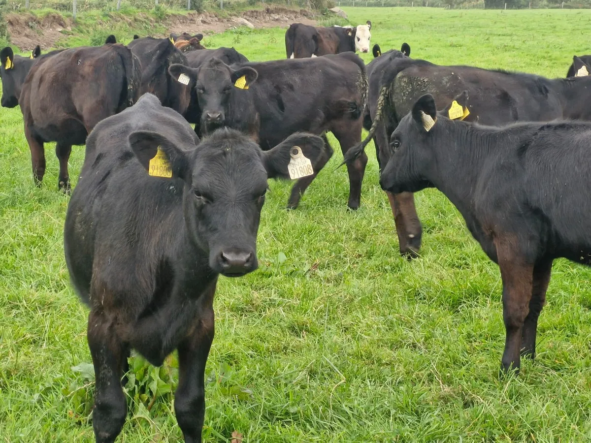 ANGUS HEIFER WEANLINGS - Image 3