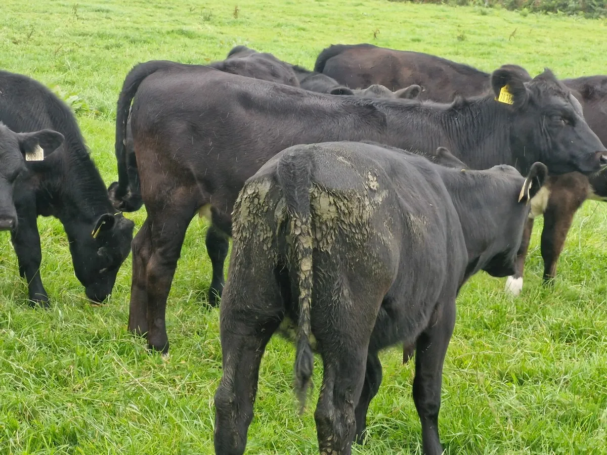 ANGUS HEIFER WEANLINGS - Image 4