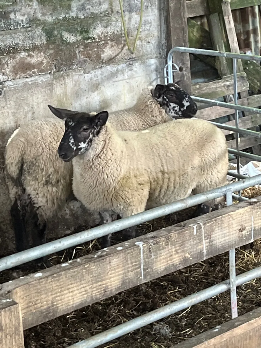 Want to breed speckled sheep like these - Image 1