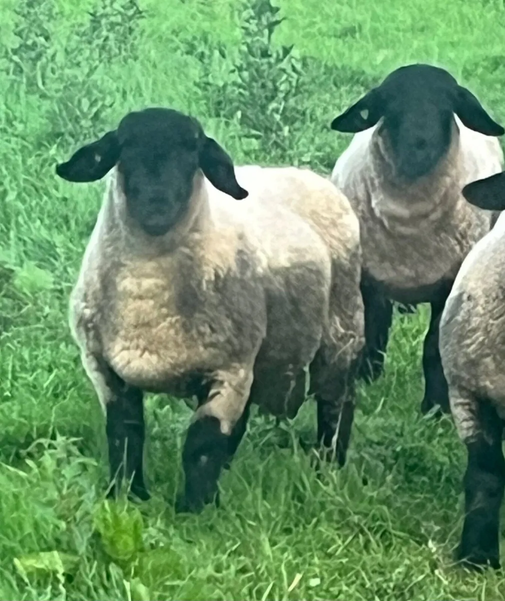 Want to breed speckled sheep like these - Image 2