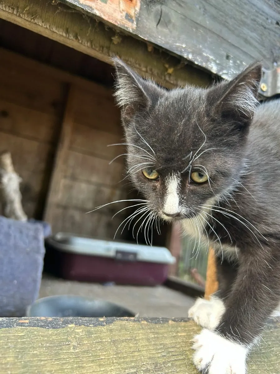 Beautiful male kitten 😸 - Image 3