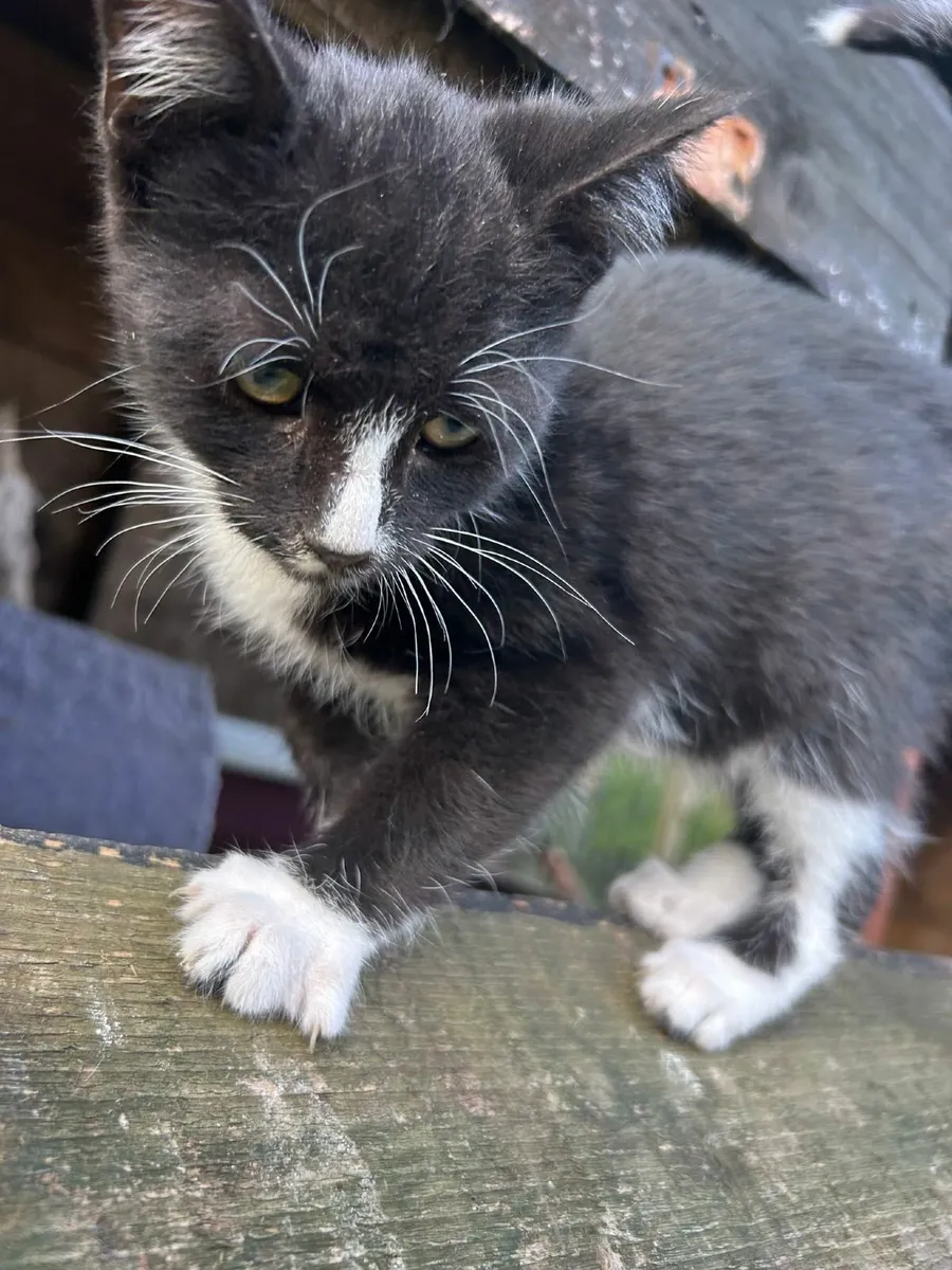 Beautiful male kitten 😸 - Image 1