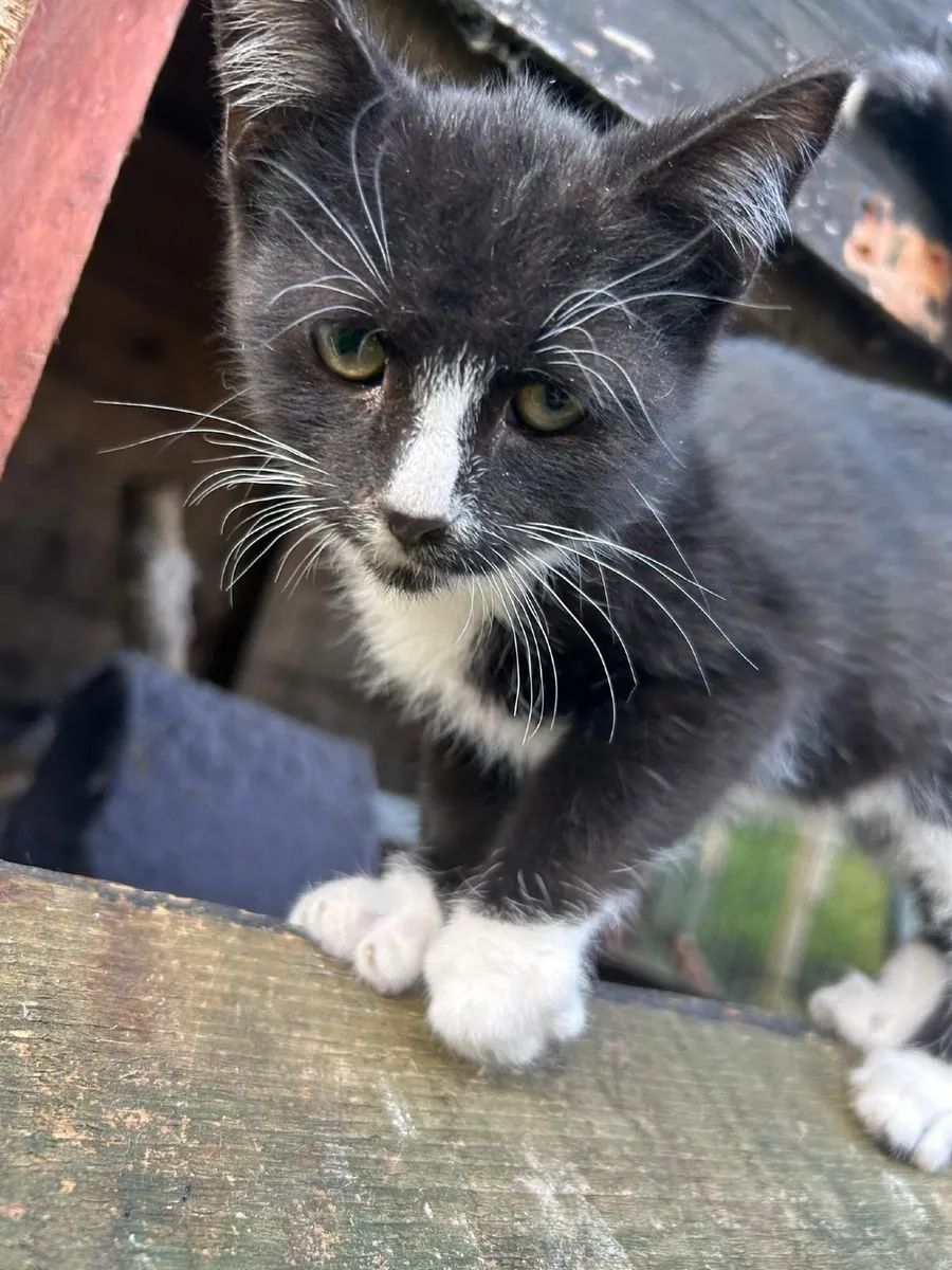 Beautiful male kitten 😸 - Image 4
