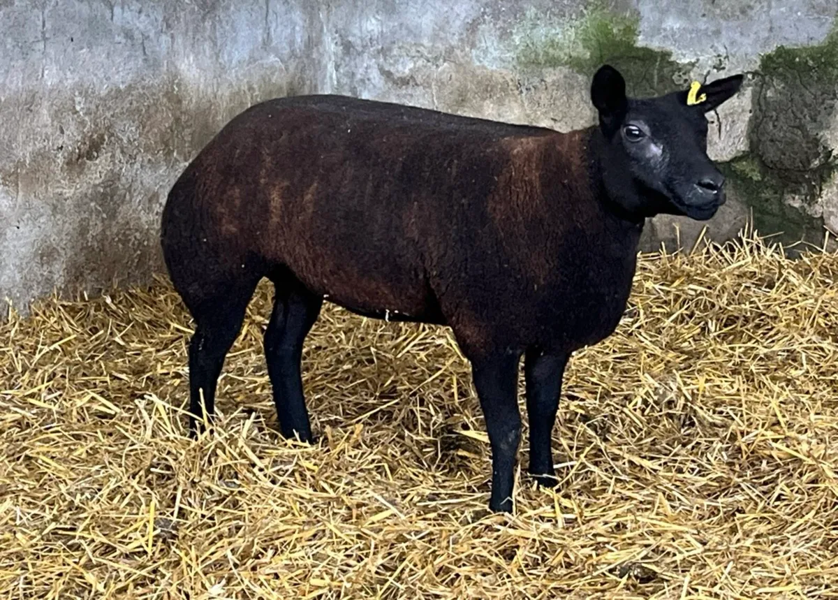 Blue Texel ewe lamb - Image 2
