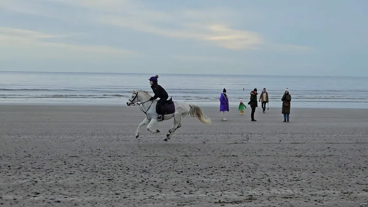 13.2 Pony - Image 2