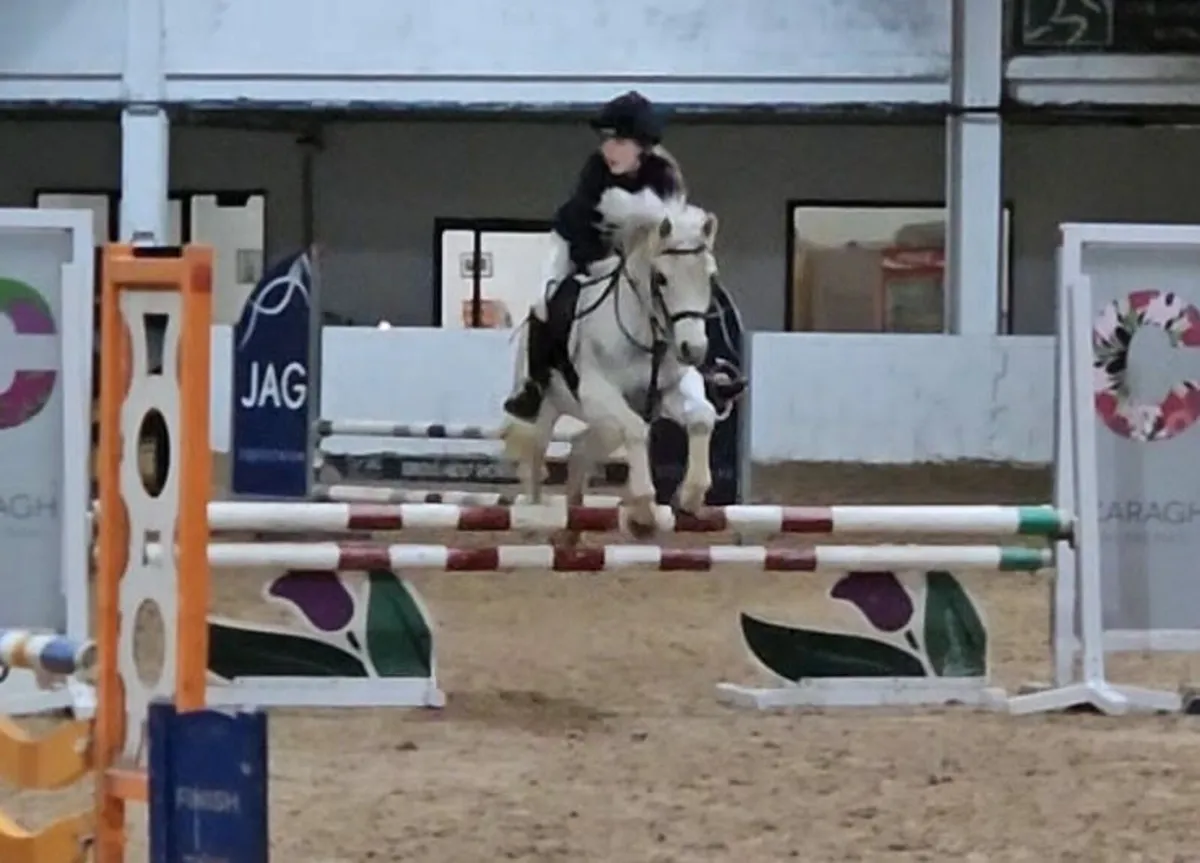 13.2 Pony - Image 3