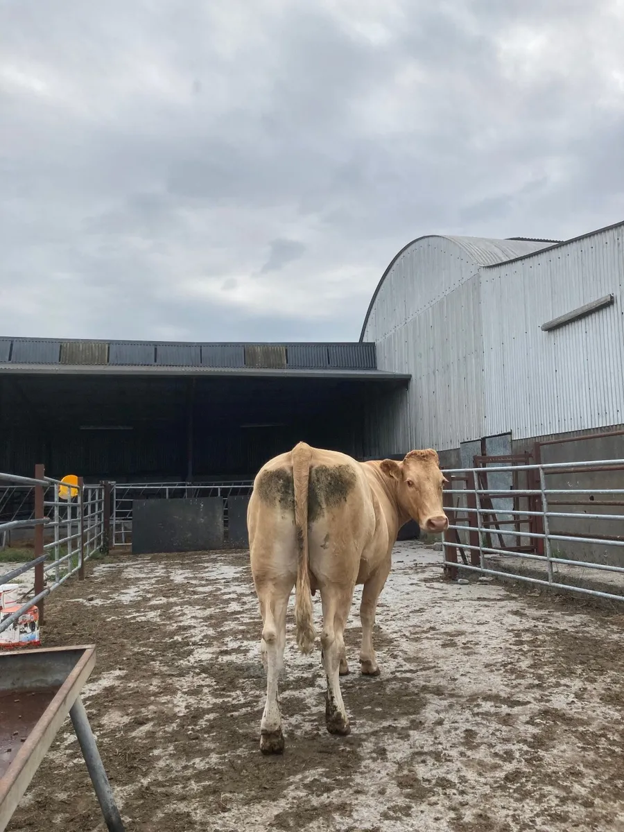 Blonde X suckler with Limousine Bull calf at foot - Image 2