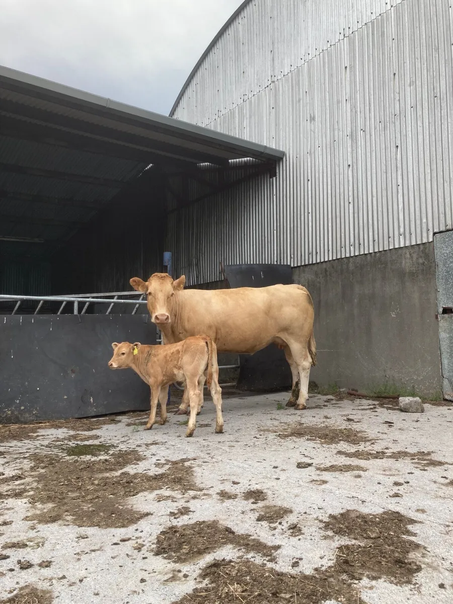 Blonde X suckler with Limousine Bull calf at foot - Image 1