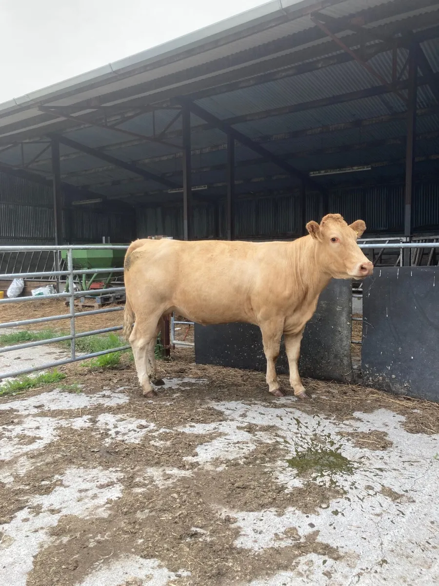 Blonde X suckler with Limousine Bull calf at foot - Image 3