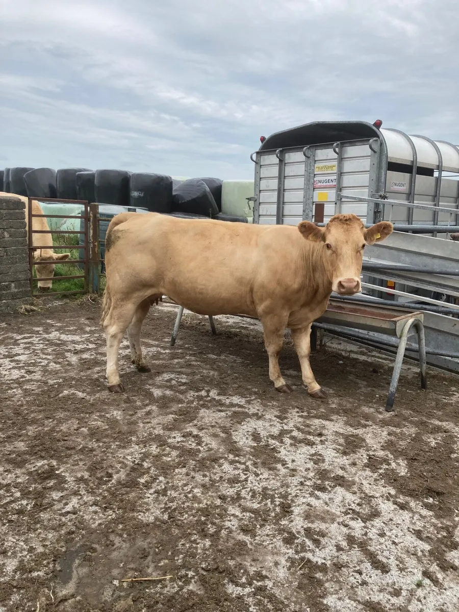 Blonde X suckler with Limousine Bull calf at foot - Image 4