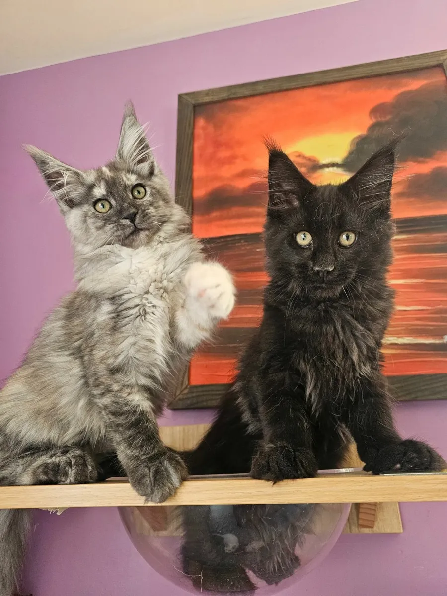 Maine coon kittens - Image 1