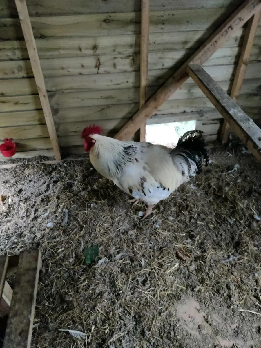 Rooster - Image 1