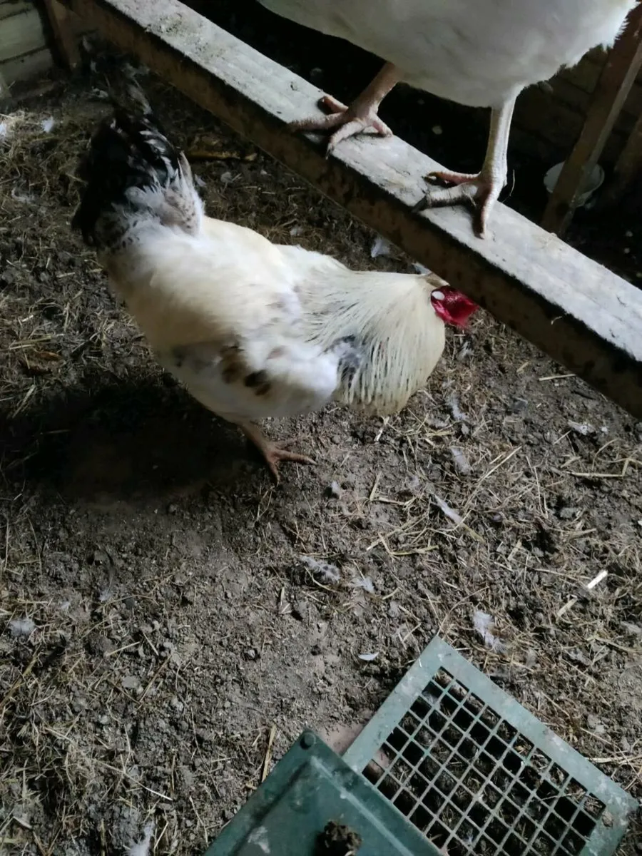 Rooster - Image 2