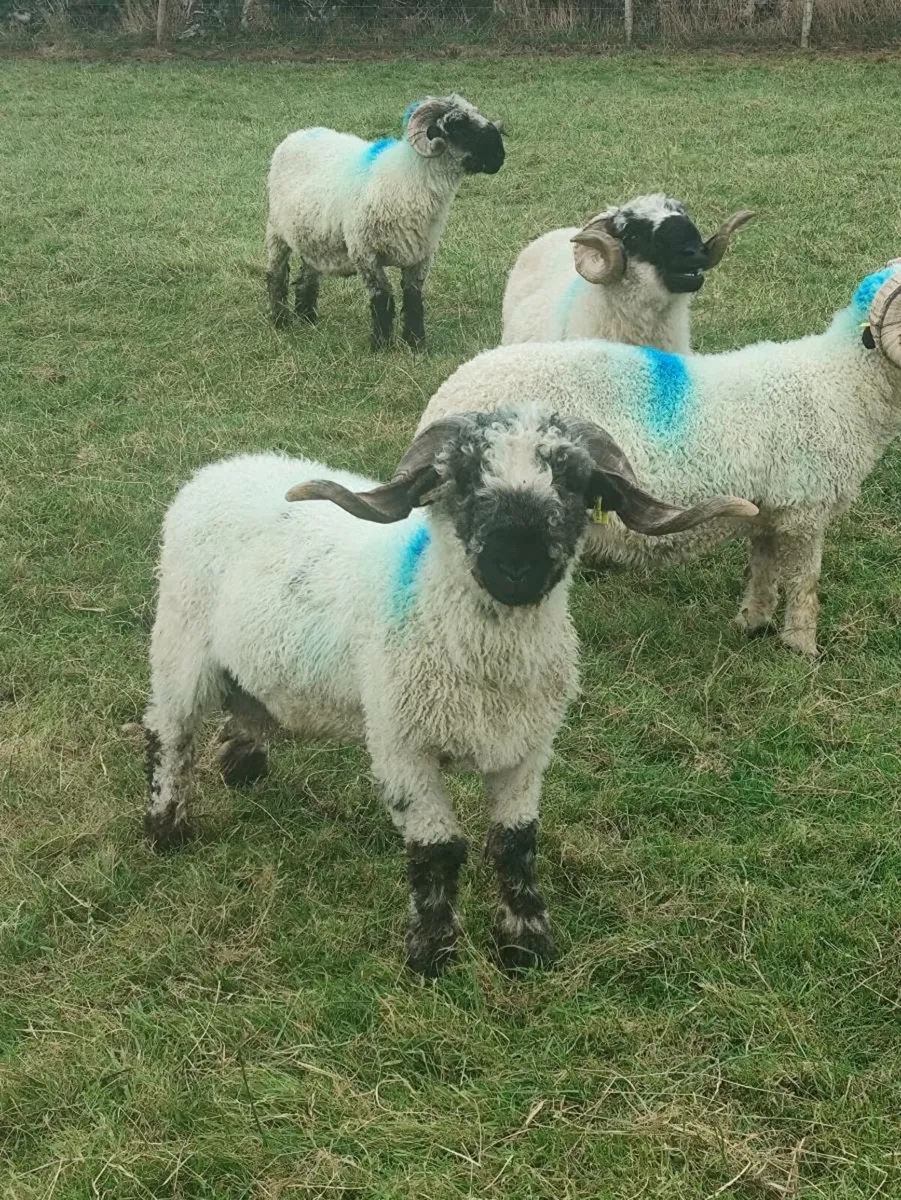 Teaser Vasectomised Rams - Image 1