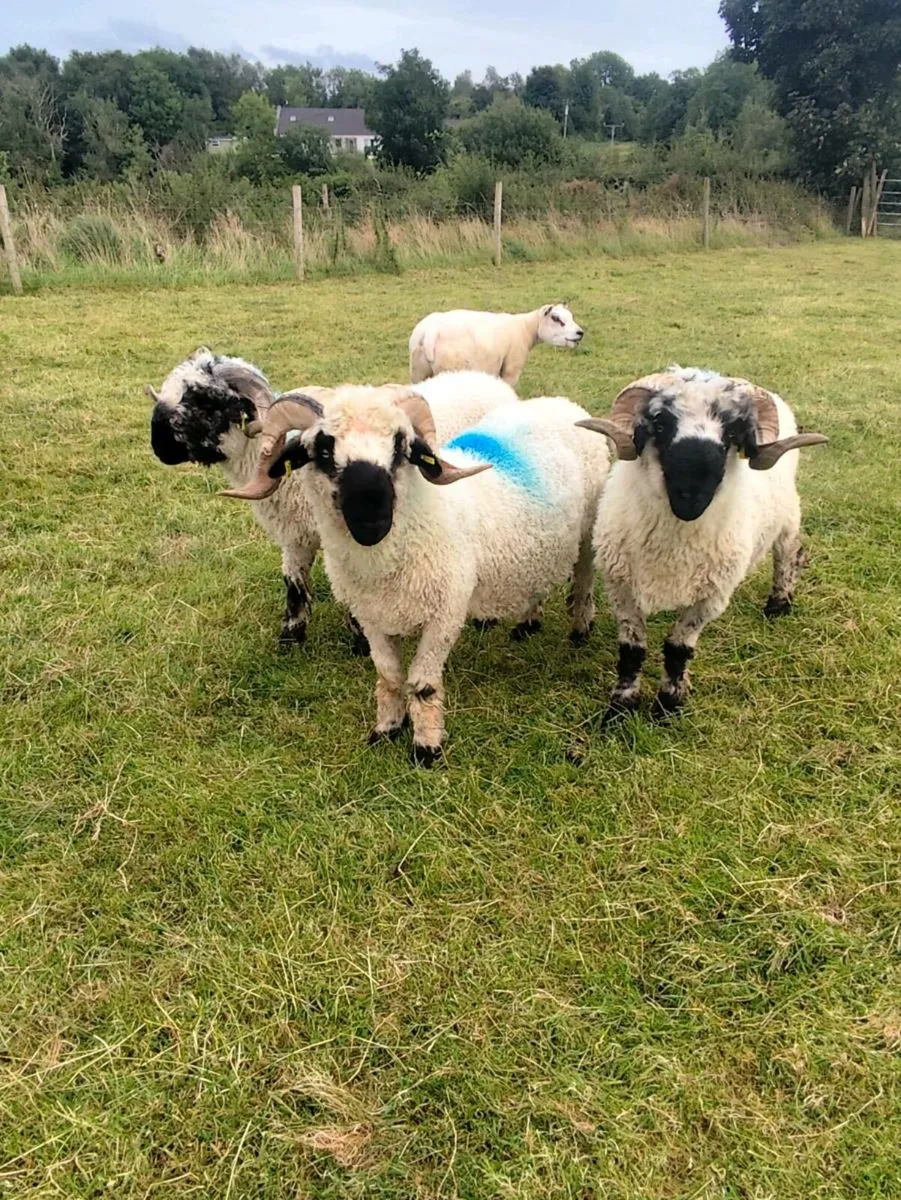 Teaser Vasectomised Rams - Image 2