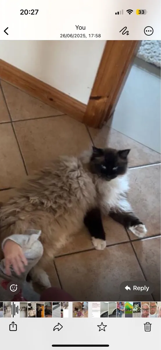 Cat
