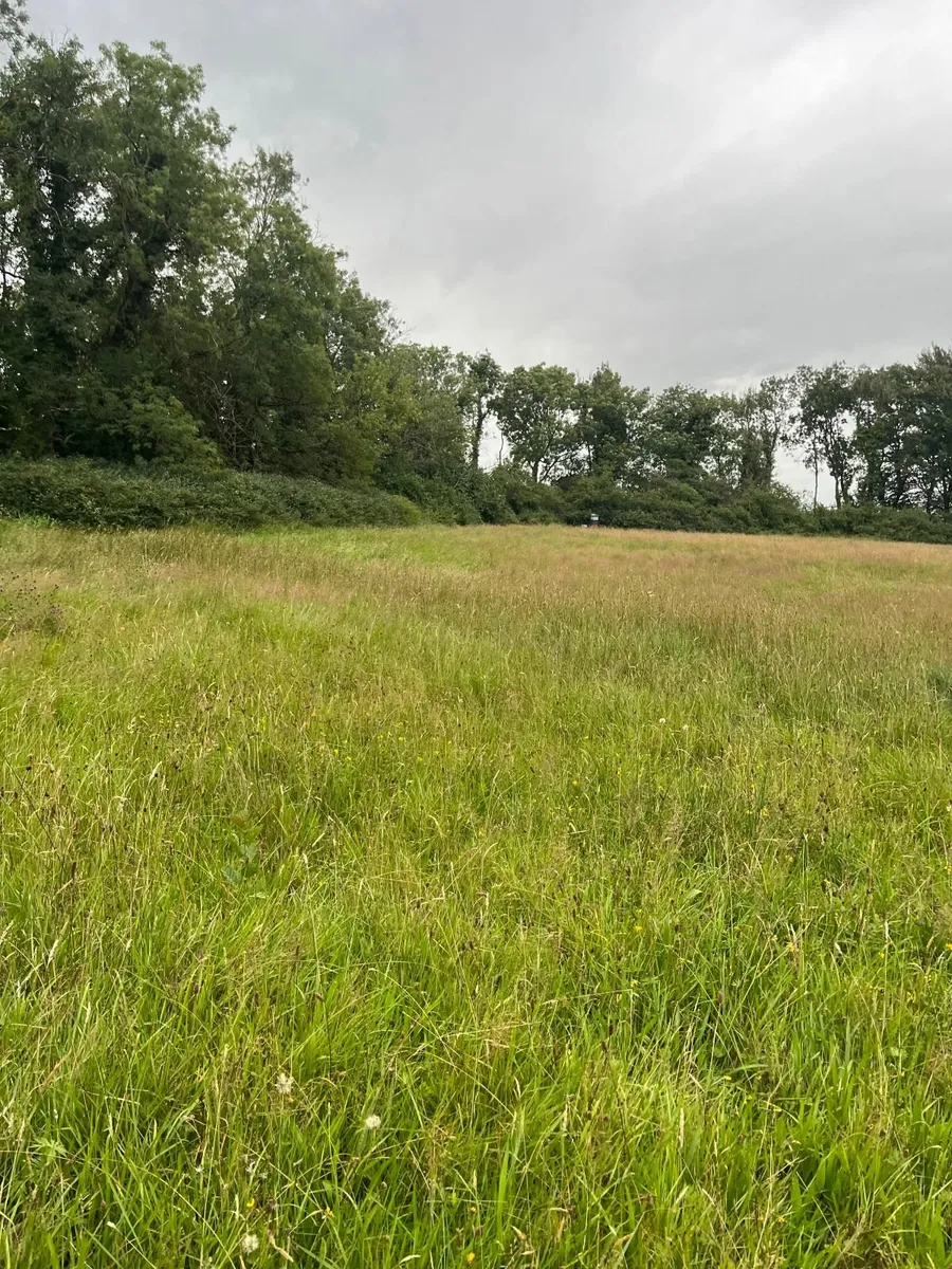 Meadow ready for cutting - Image 1
