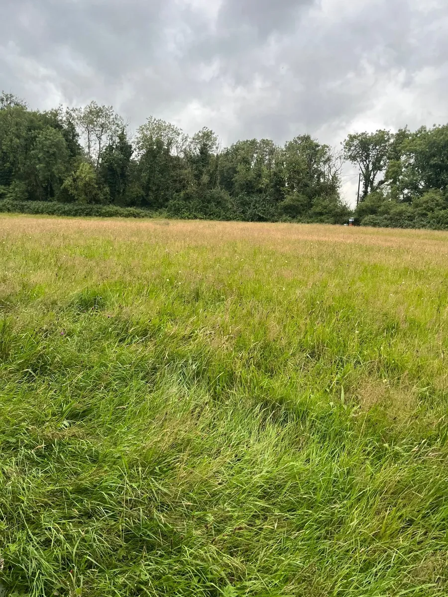 Meadow ready for cutting - Image 2