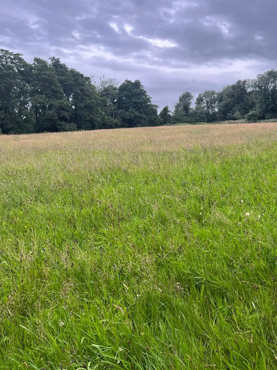 Meadow ready for cutting - Image 3