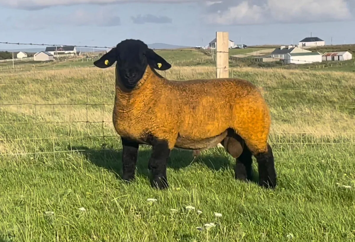 Suffolks Sale Friday - Image 1