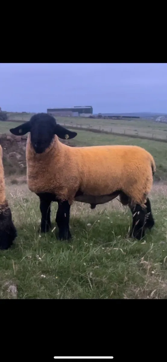 Suffolks Sale Friday - Image 2