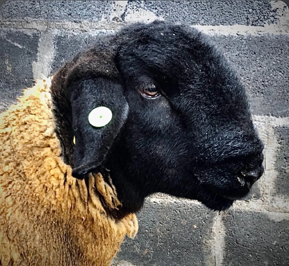 Suffolks Sale Friday - Image 3