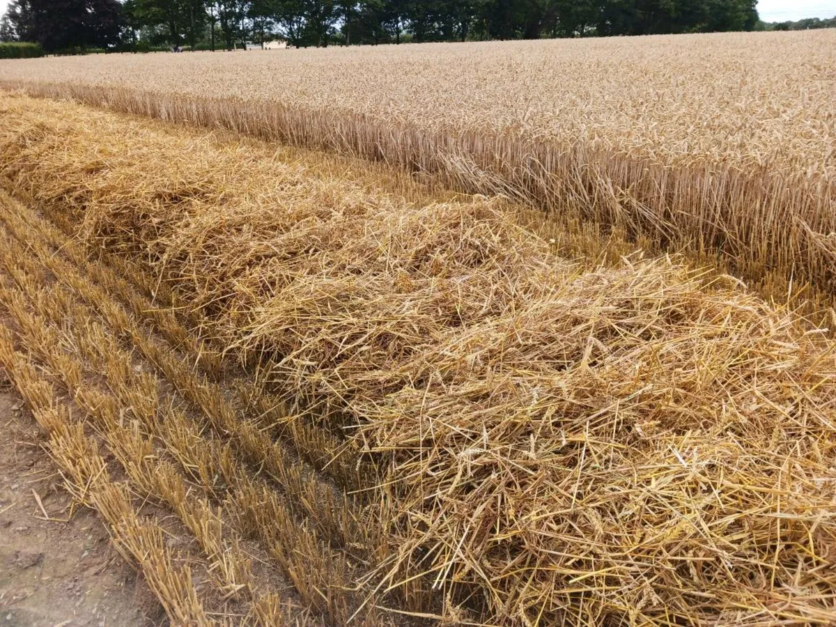 Straw - Image 2