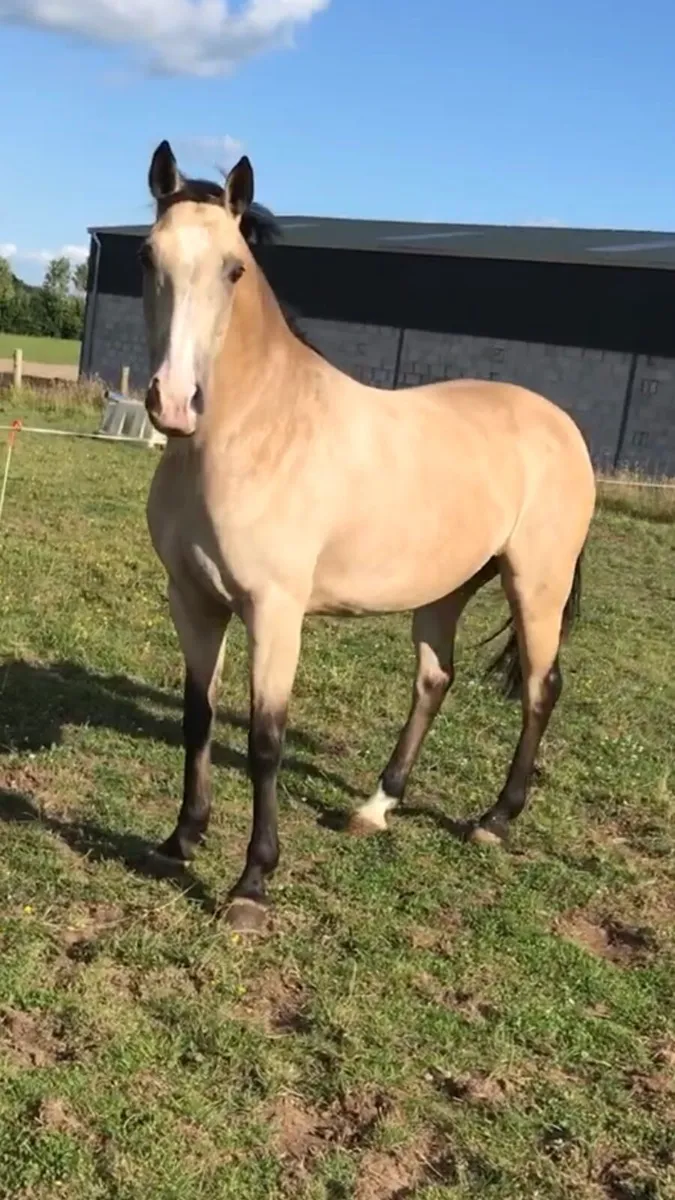 Beautiful Dun mare - Image 1