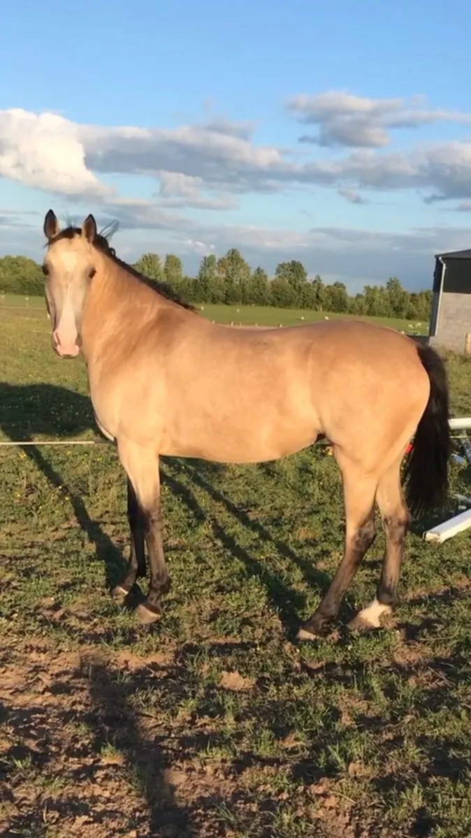 Beautiful Dun mare - Image 2
