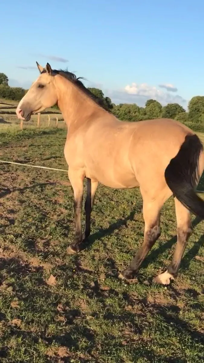 Beautiful Dun mare - Image 4