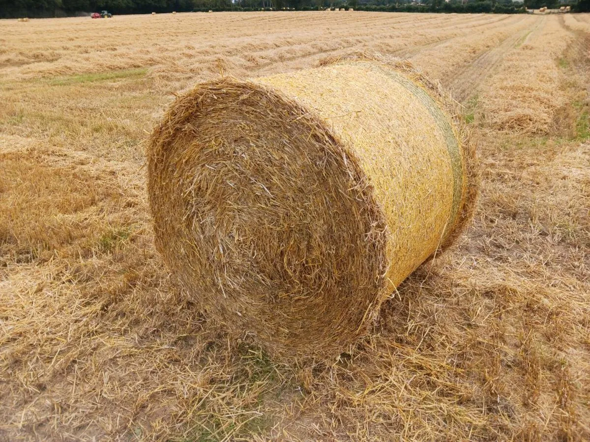 Straw - Image 1