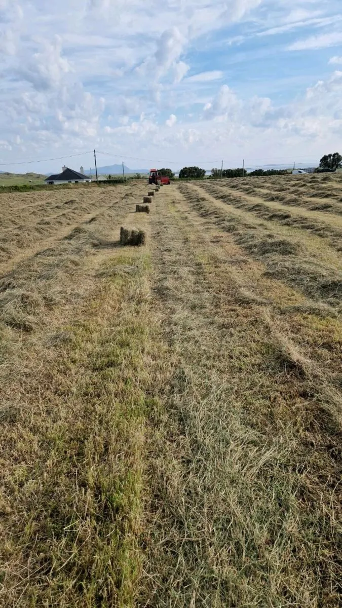 Quality square bails of hay - Image 2