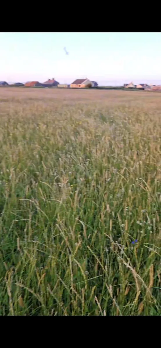 Quality square bails of hay - Image 3