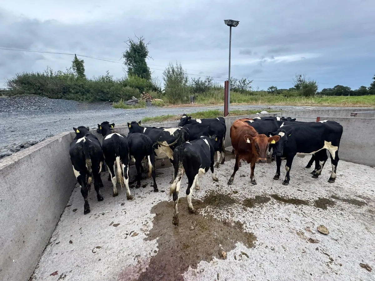 🐄😎🐄 NEWSFLASH !!! 🐄😎🐄 - Image 1