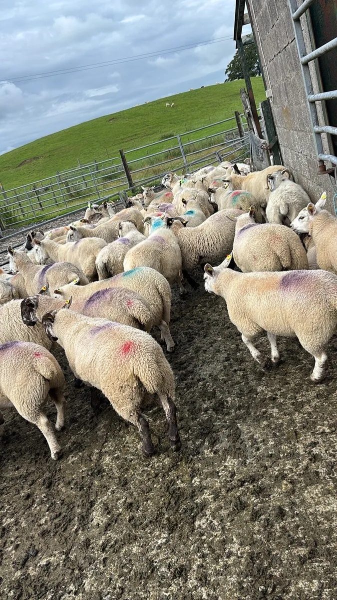 Land wanted for sheep