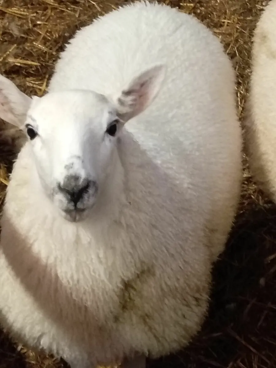 Ewe lambs - Image 1