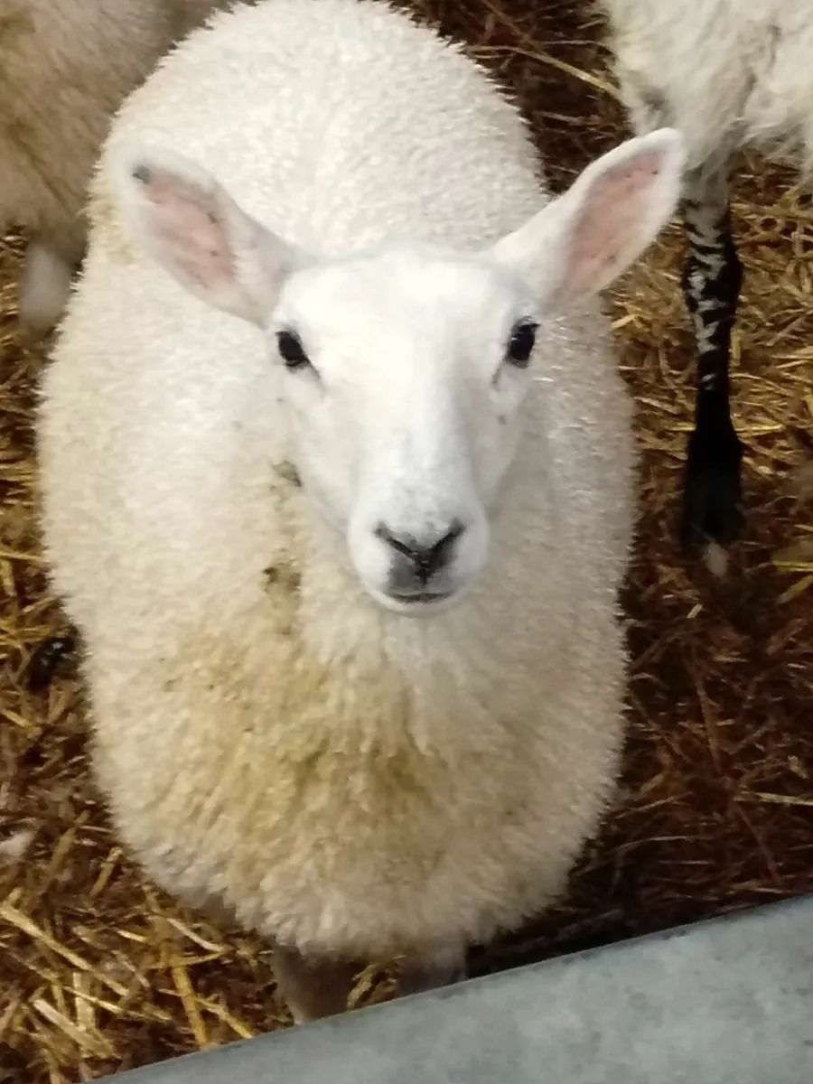 Ewe lambs - Image 2