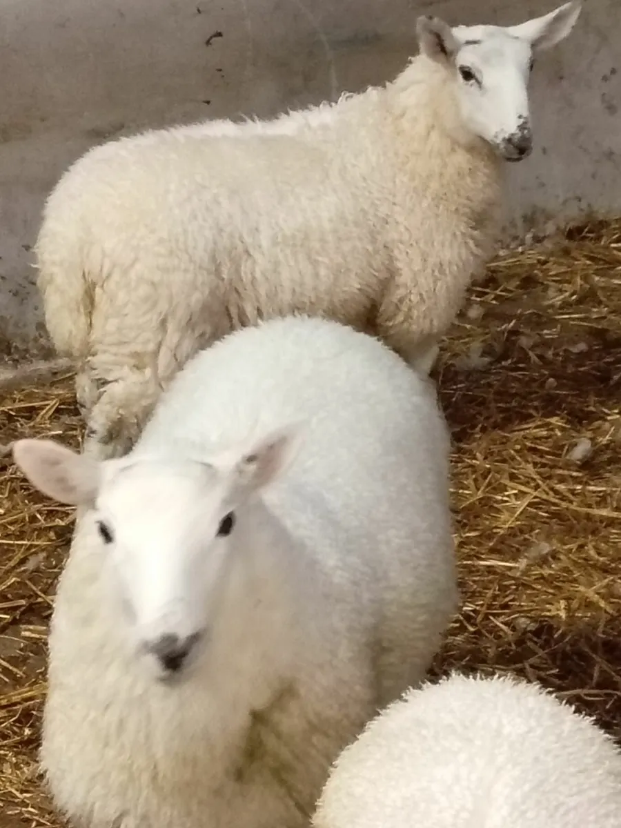 Ewe lambs - Image 3