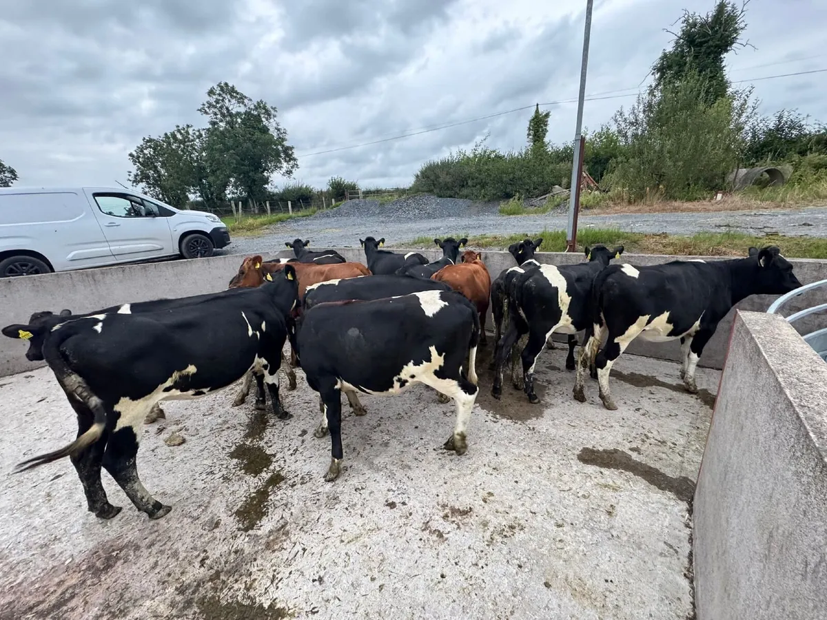 🐄😎🐄 NEWSFLASH !!! 🐄😎🐄 - Image 2