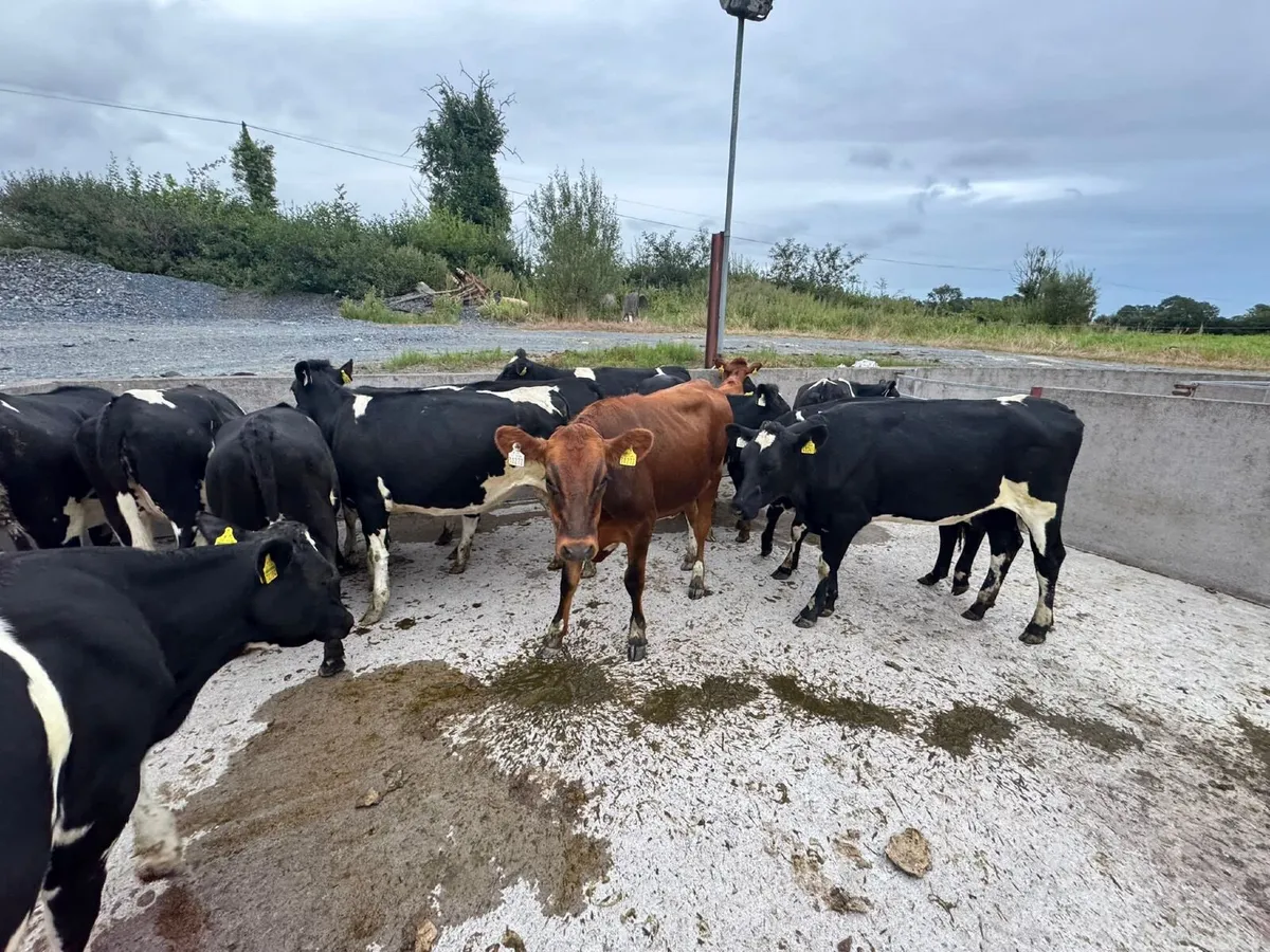 🐄😎🐄 NEWSFLASH !!! 🐄😎🐄 - Image 3