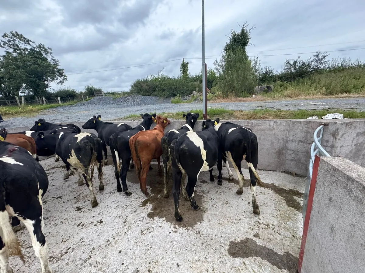 🐄😎🐄 NEWSFLASH !!! 🐄😎🐄 - Image 4