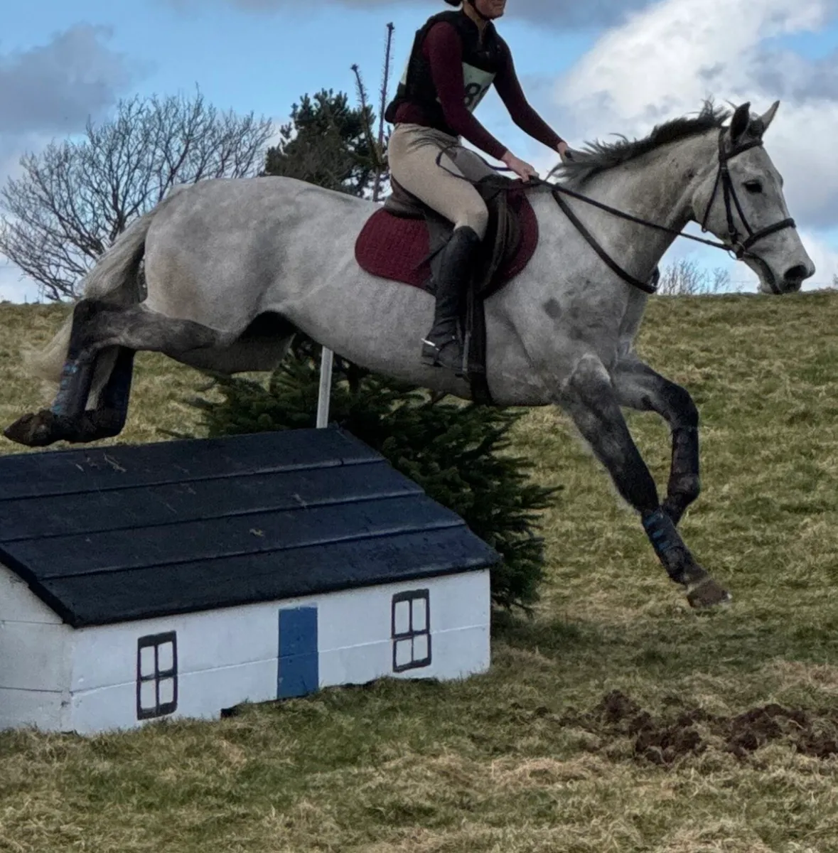 6 year old TIH allrounder - Image 4