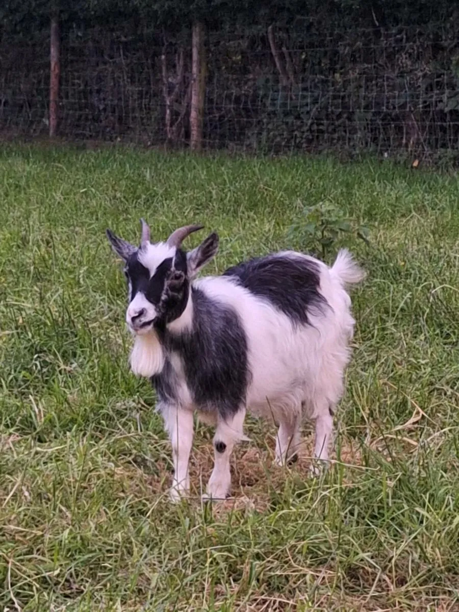 Pygmy goats - Image 3