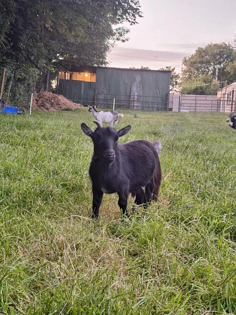 Pygmy goats - Image 4