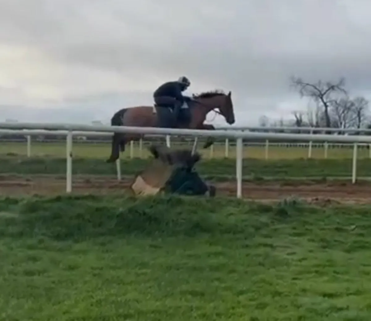 Horse - Image 1