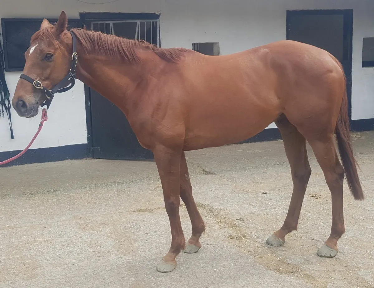 Horse - Image 3