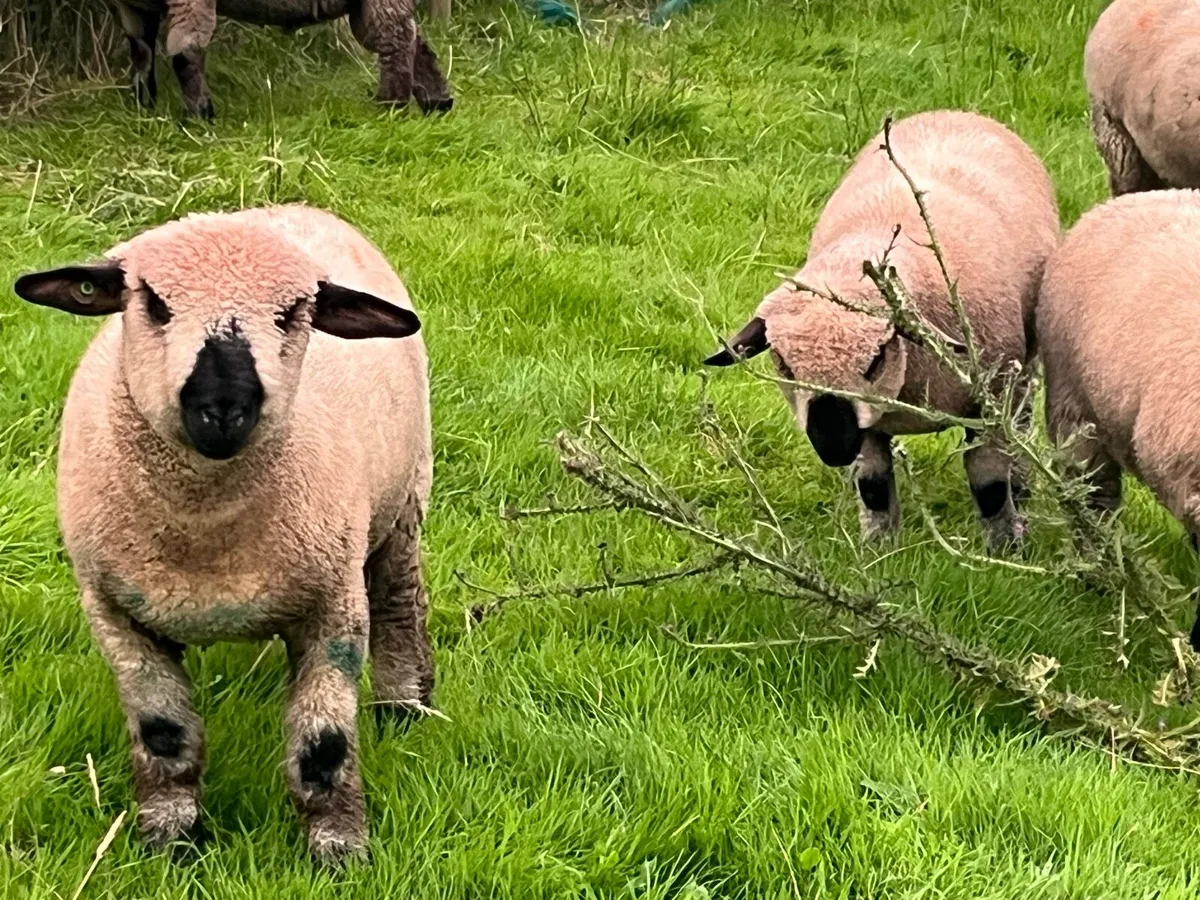 PBR Hampshire down rams - Image 2